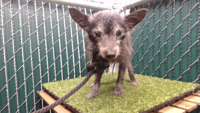 Blacky, a Terrier, available for adoption