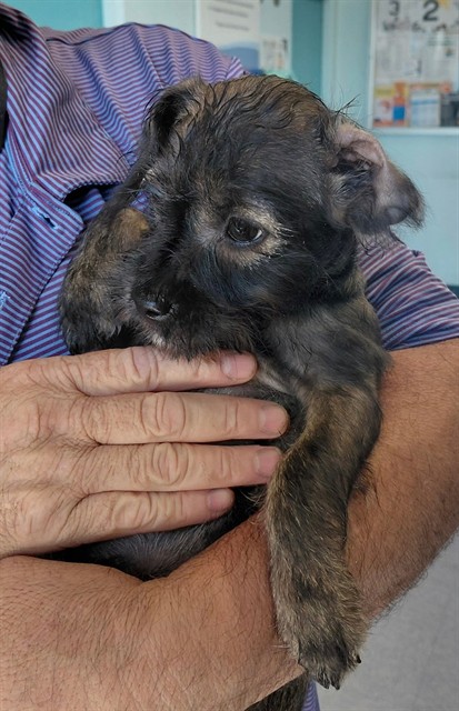 Niki, a Terrier, available for adoption
