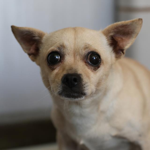 Ramira, a Chihuahua (mix breed), available for adoption