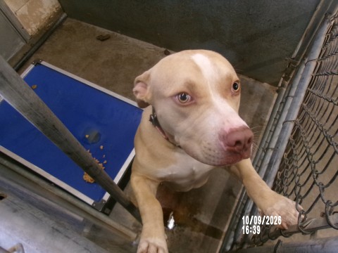 Gio, a American Staffordshire Terrier (mix breed), available for adoption