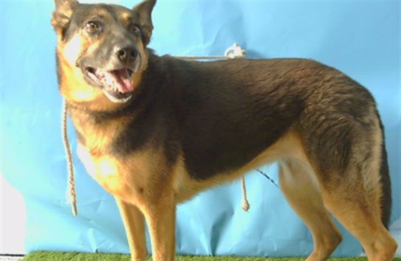 Finn, a German Shepherd, available for adoption