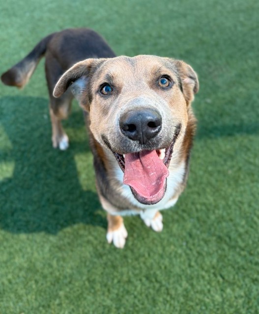 Jester, a Shepherd (mix breed), available for adoption