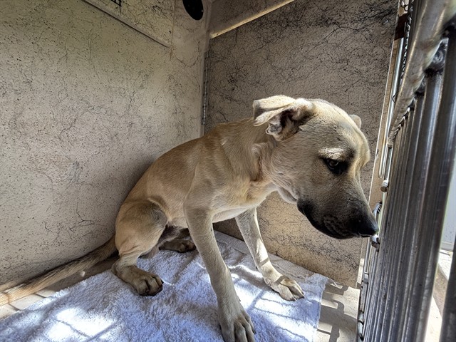 A481858, a Black Mouth Cur (mix breed), available for adoption