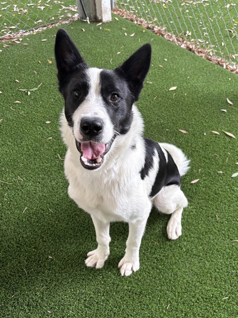 Phil, a Border Collie, available for adoption