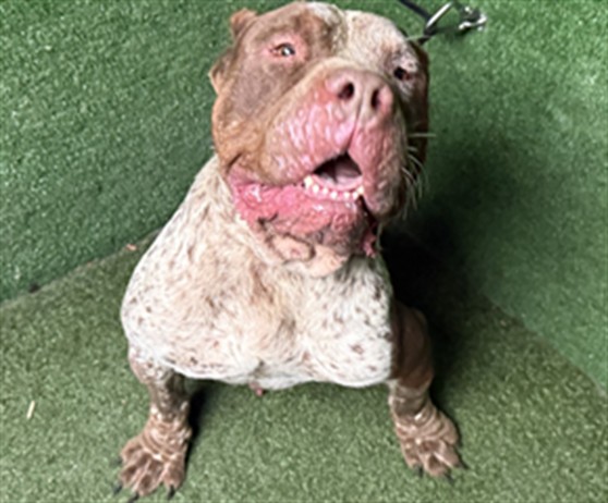 Icon, a American Bulldog, available for adoption