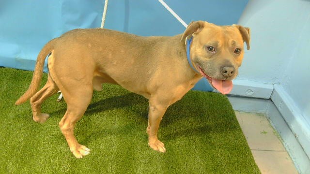 A5808029, a Bullmastiff, available for adoption
