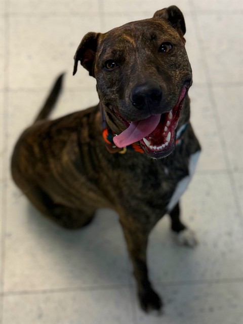 Lana, a Bullmastiff, available for adoption