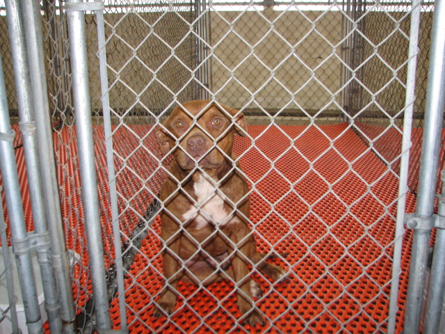 Other Photos of thie Dog