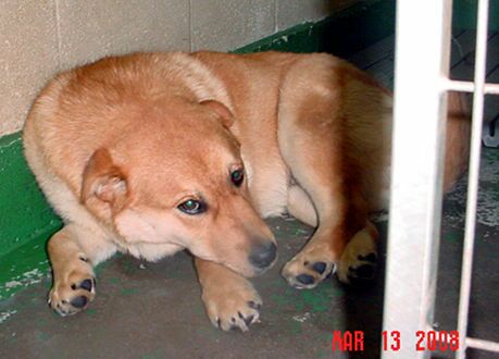 Other Photos of thie Dog