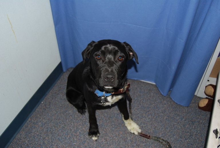 Other Photos of thie Dog