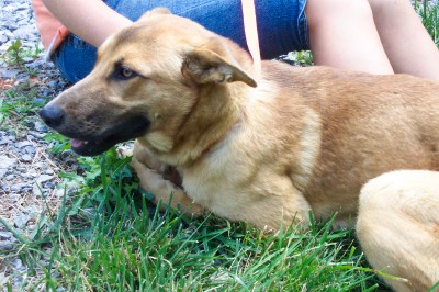 Other Photos of thie Dog