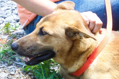 Other Photos of thie Dog