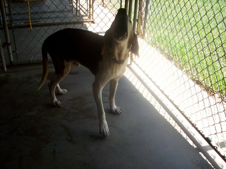 Other Photos of thie Dog