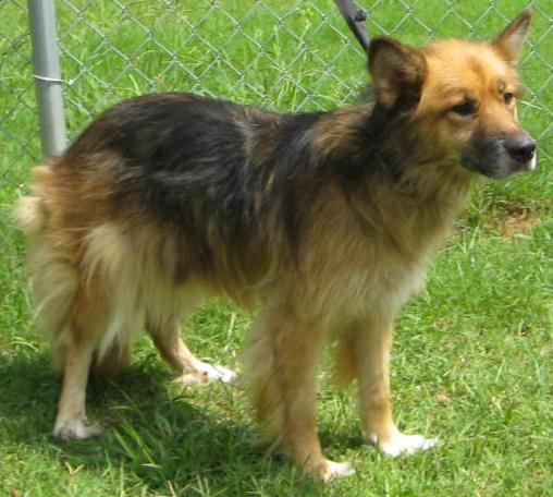 Other Photos of thie Dog