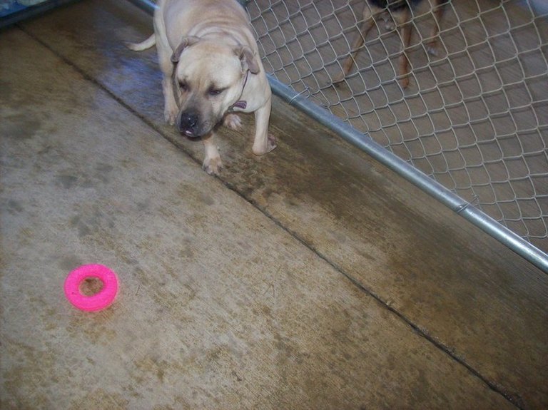 Other Photos of thie Dog