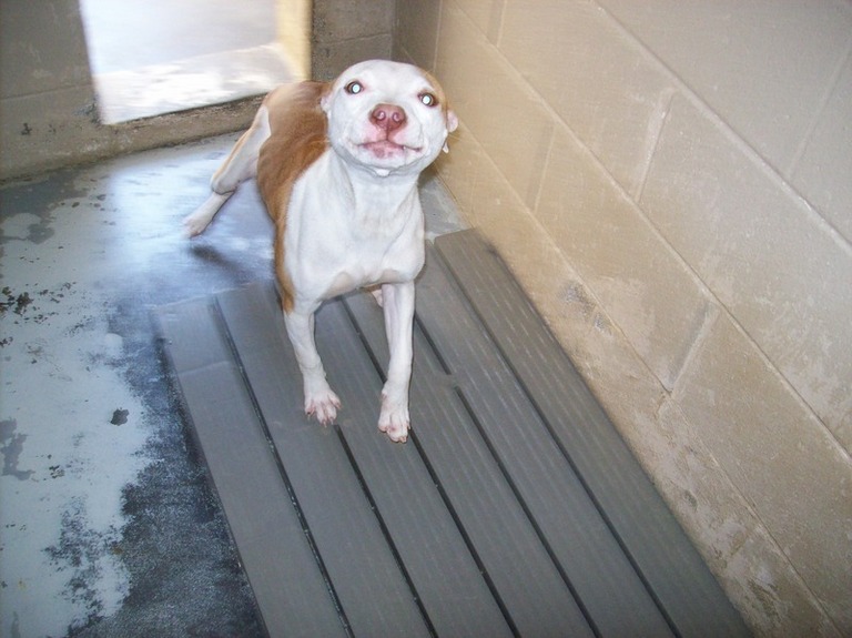 Other Photos of thie Dog