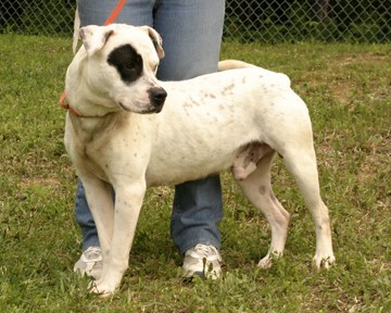 Other Photos of thie Dog