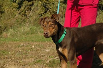 Other Photos of thie Dog