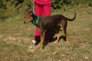 Other Photos of thie Dog