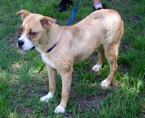 Other Photos of thie Dog