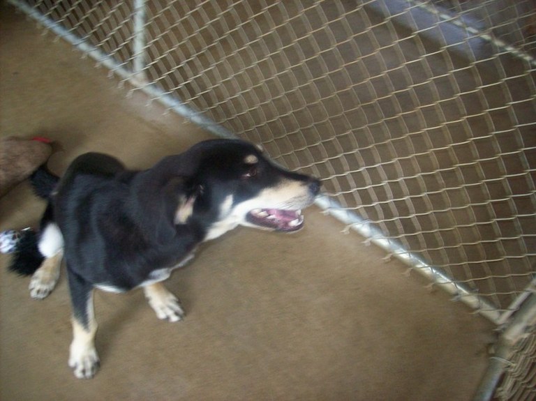 Other Photos of thie Dog