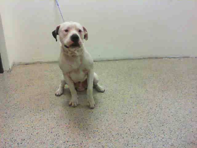 Other Photos of thie Dog