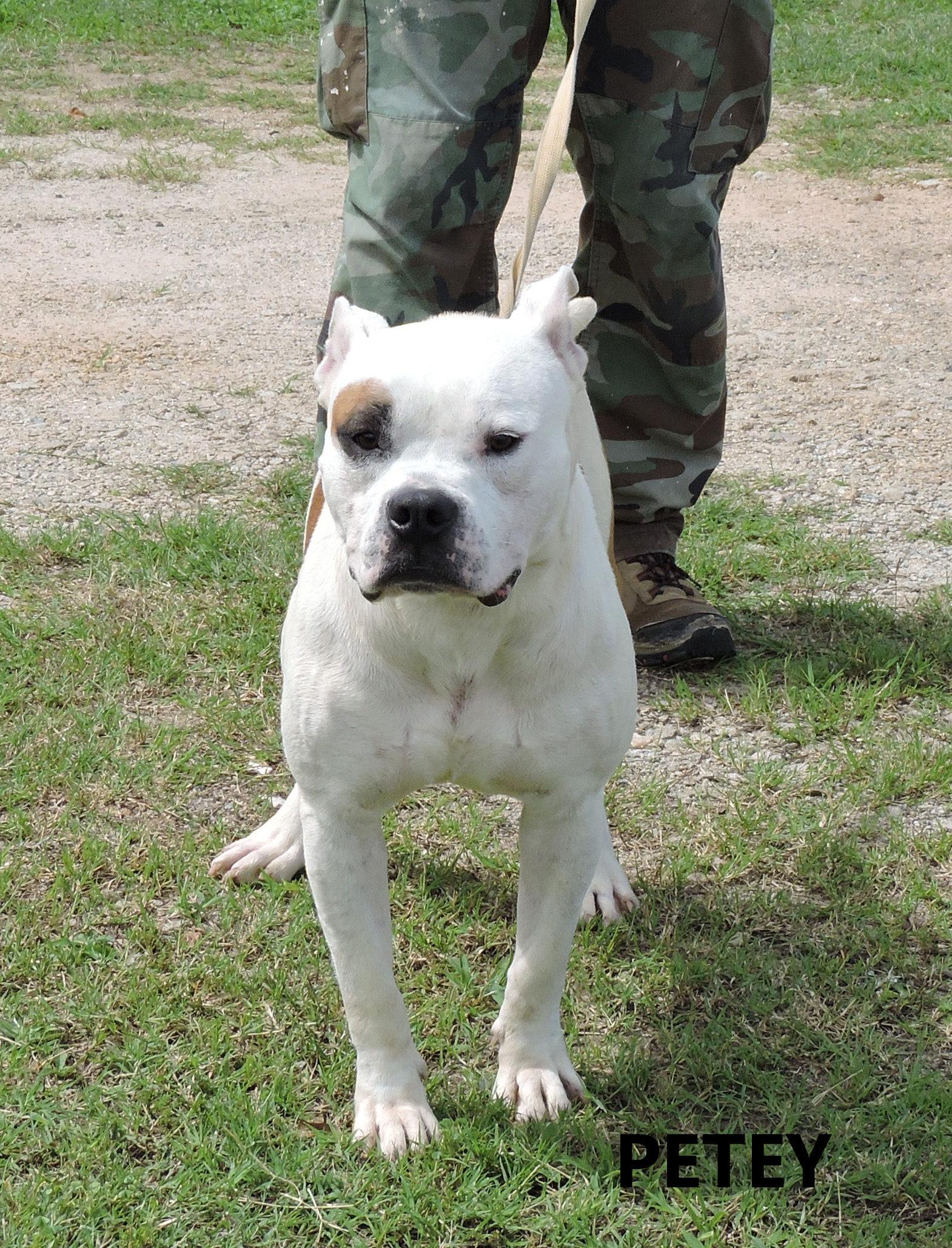 Other Photos of thie Dog