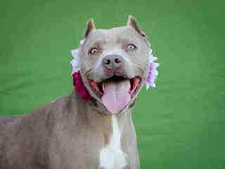 Other Photos of thie Dog
