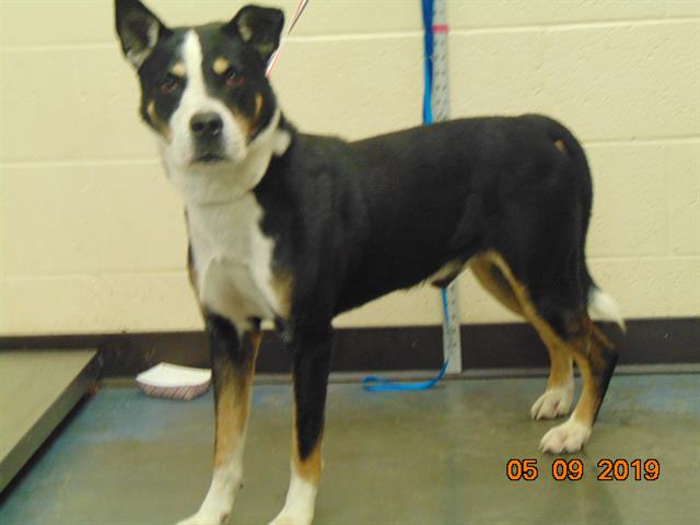 Other Photos of thie Dog