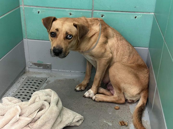 Main Photo of this Dog