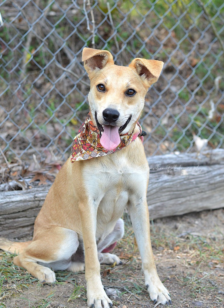 Other Photos of thie Dog