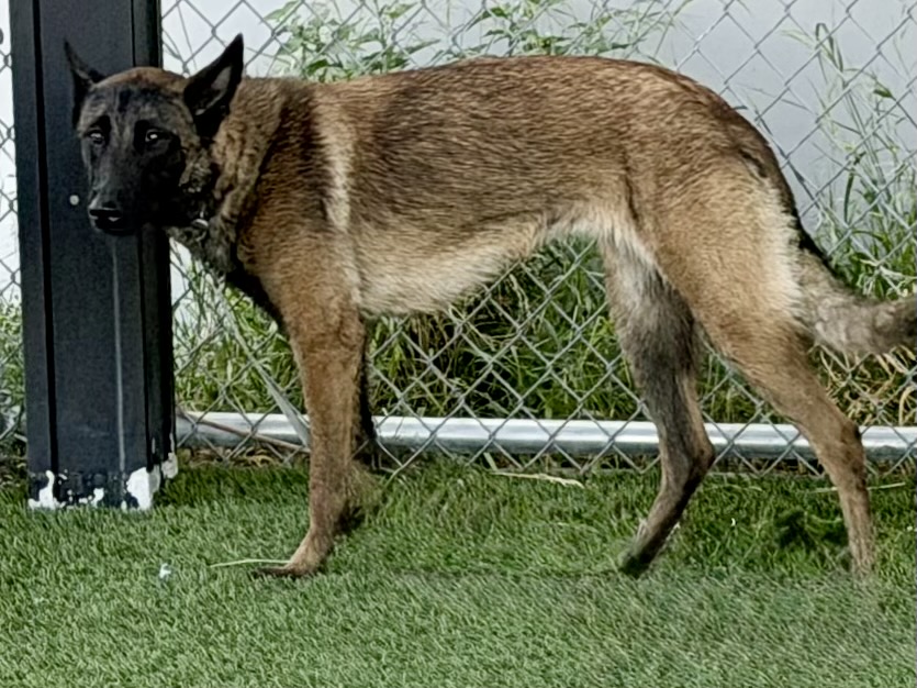 Eline, a Belgian Shepherd Malinois, available for adoption