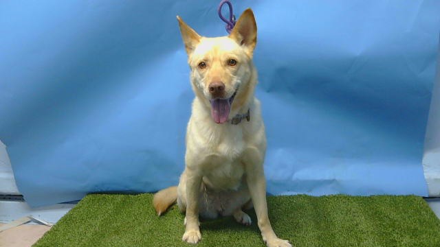 Bella, a Siberian Husky, available for adoption