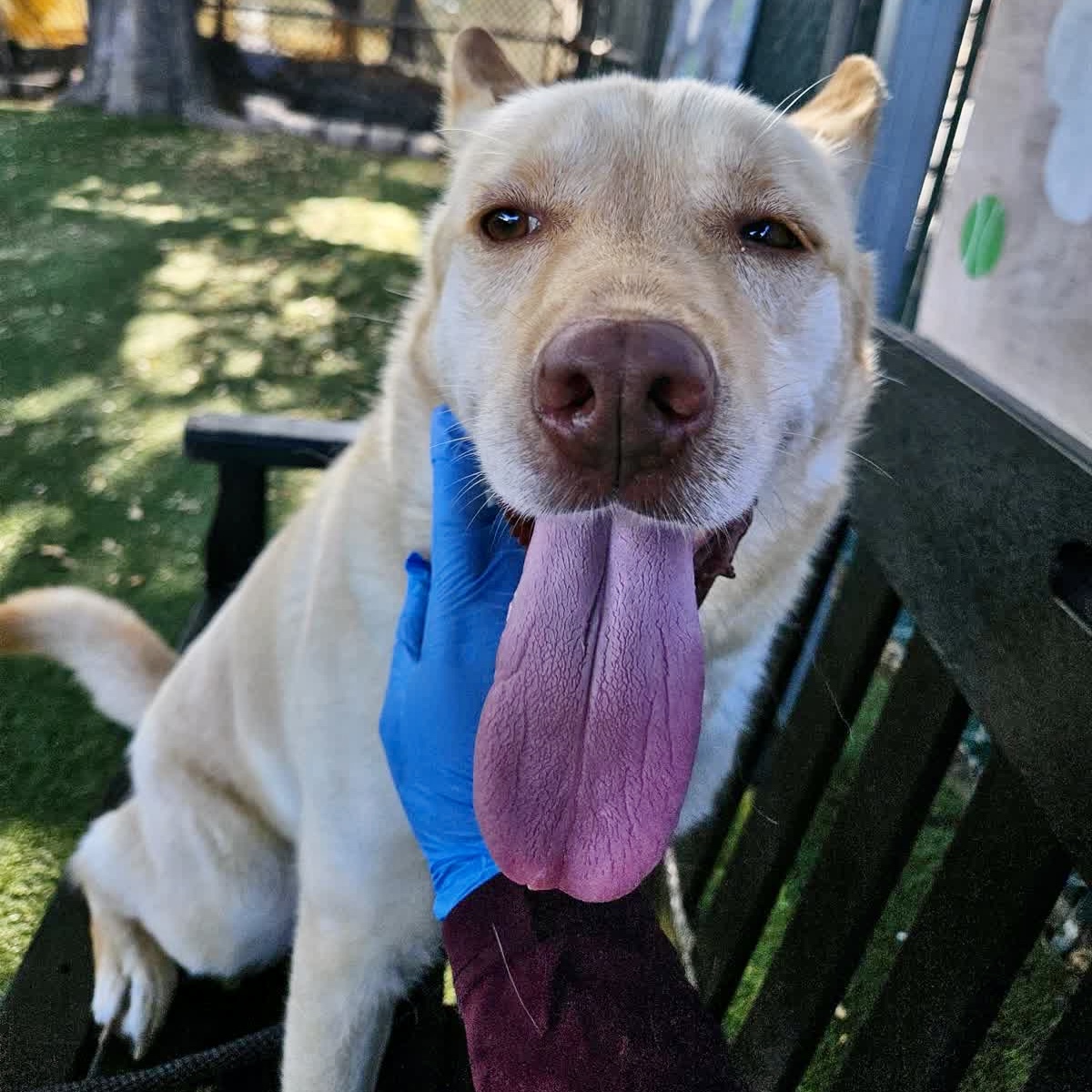Bella, a Siberian Husky, available for adoption