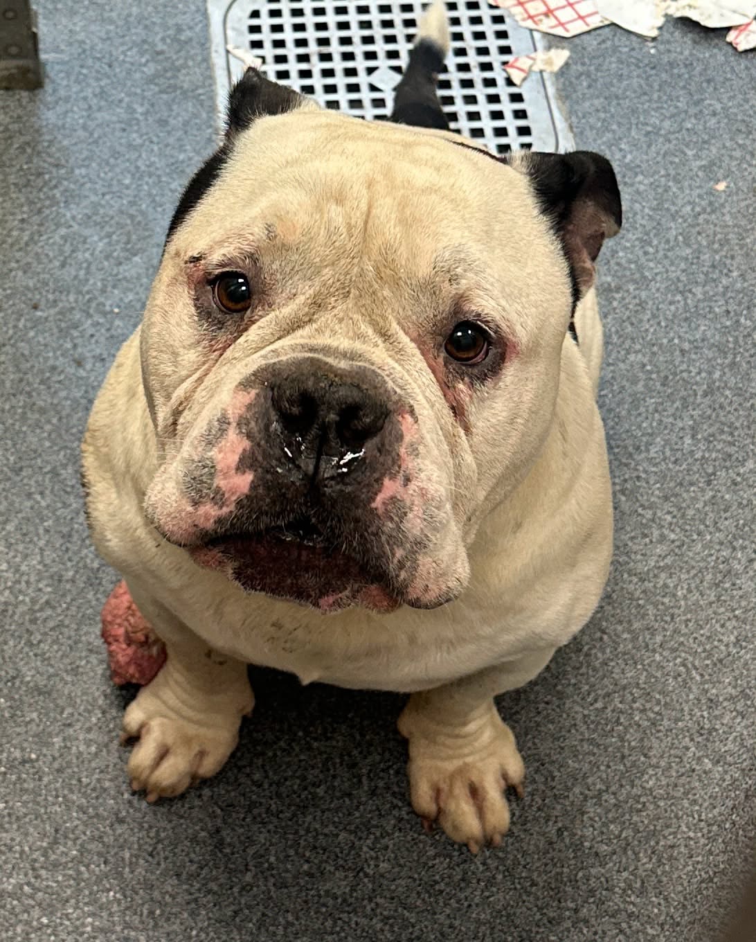 Taz, a American Bulldog, available for adoption
