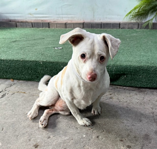 Bambi, a Chihuahua, available for adoption