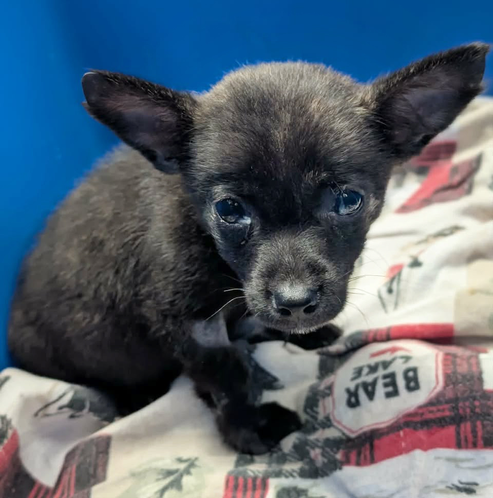 Lady, a Chihuahua (mix breed), available for adoption