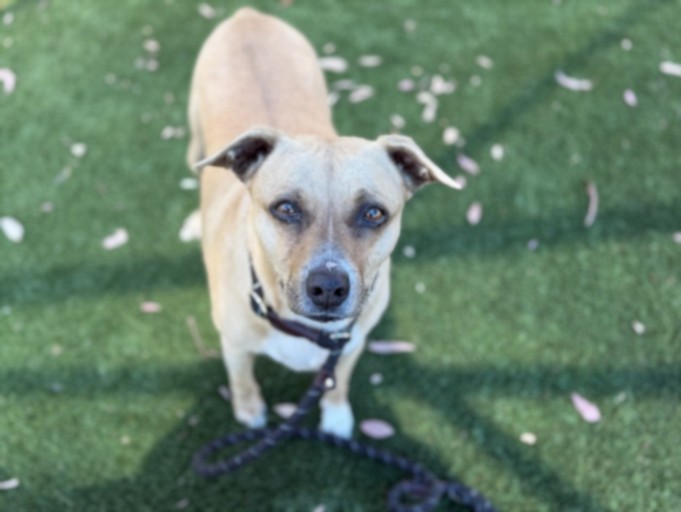 Odie, a Pit Bull Terrier, available for adoption