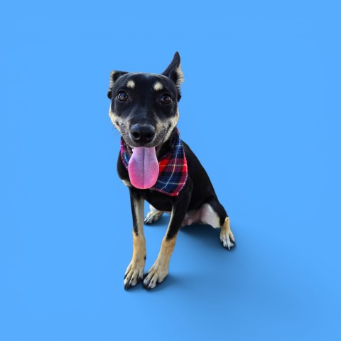 Mark, a Australian Kelpie, available for adoption