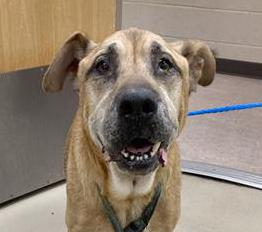 Duke, a Shepherd (mix breed), available for adoption