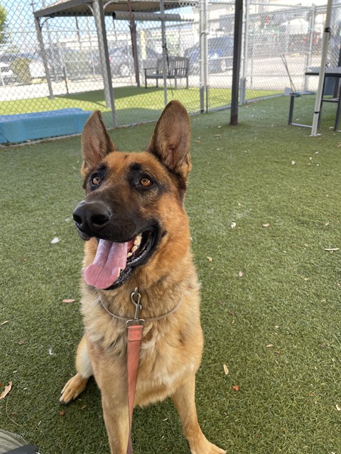 Sharky, a German Shepherd, available for adoption