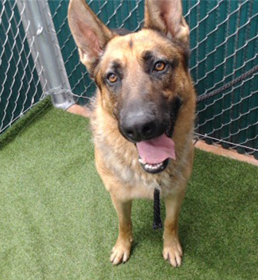 Sharky, a German Shepherd, available for adoption
