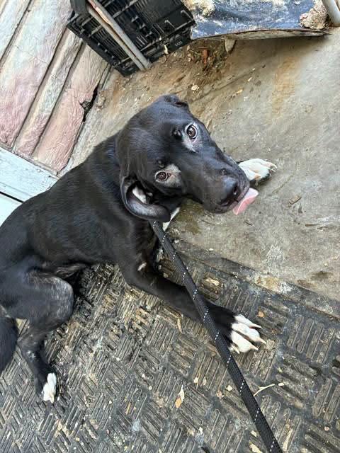 Luke, a Labrador Retriever, available for adoption
