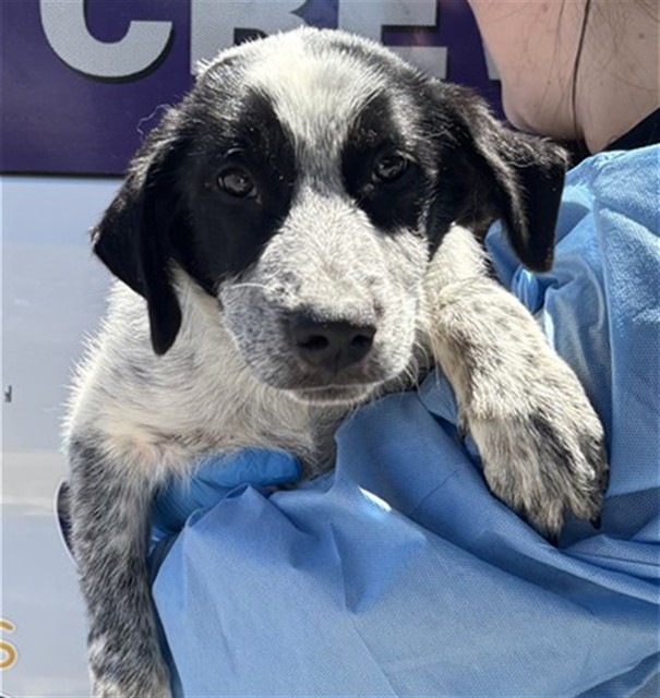 Banjo, a Australian Shepherd, available for adoption