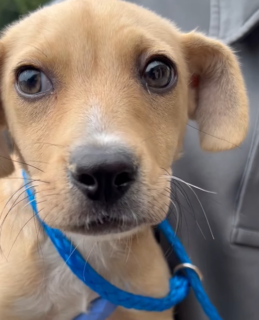 Betty, a Hound (mix breed), available for adoption