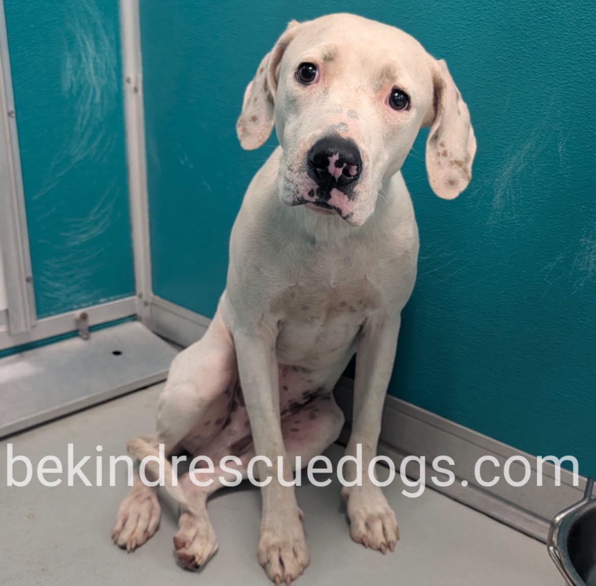 A478968, a Pit Bull Terrier, available for adoption