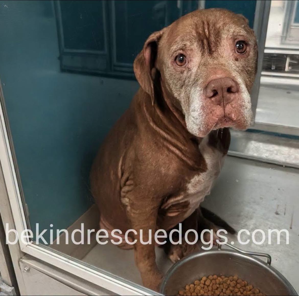 Junior, a Pit Bull Terrier, available for adoption