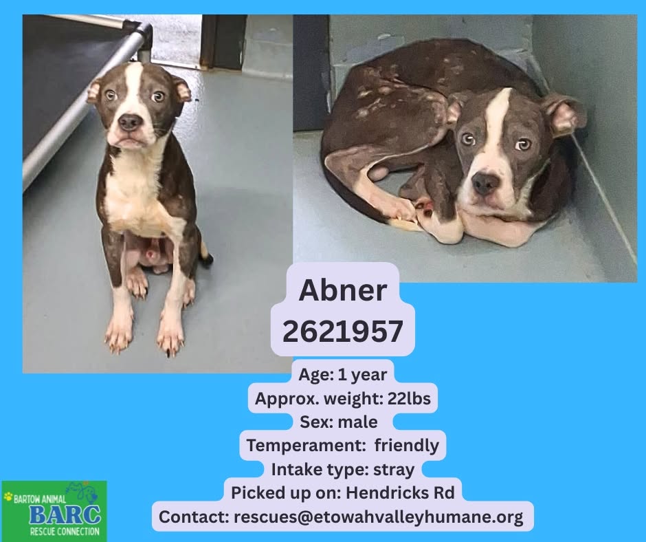Abner, a American Staffordshire Terrier, available for adoption