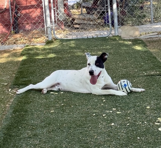Isiah, a Pit Bull Terrier, available for adoption