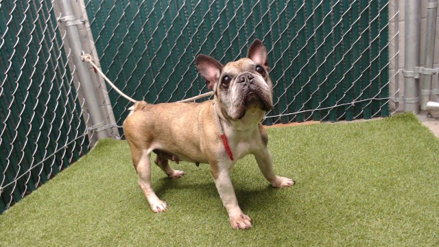 Cosita, a French Bulldog, available for adoption